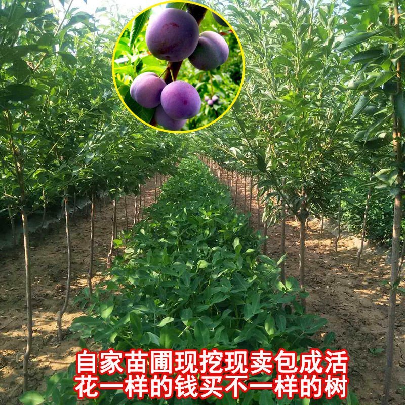 果树苗李子树苗新品种嫁接蜂糖李三华李子苗地栽种植当年结果
