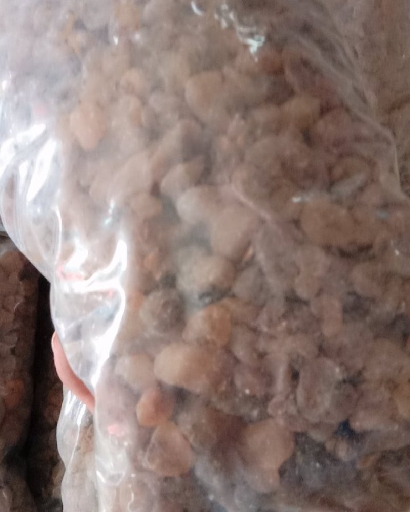 土贝母，常年批发供应土贝母，冷背中药材中药材，量大从优