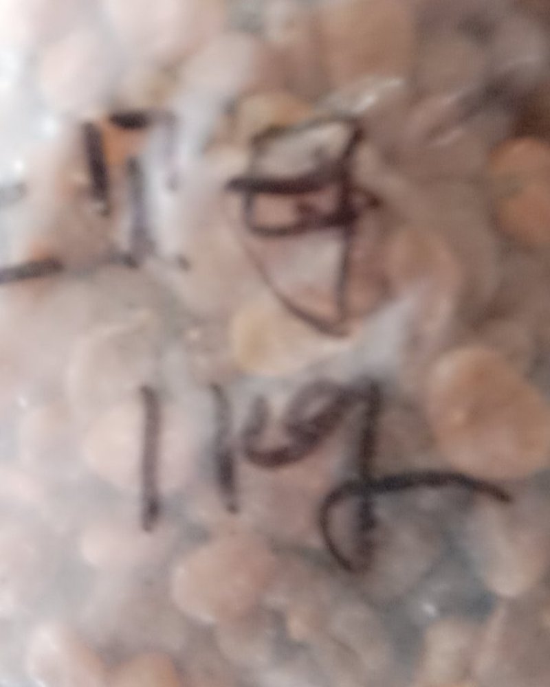 土贝母，常年批发供应土贝母，冷背中药材中药材，量大从优