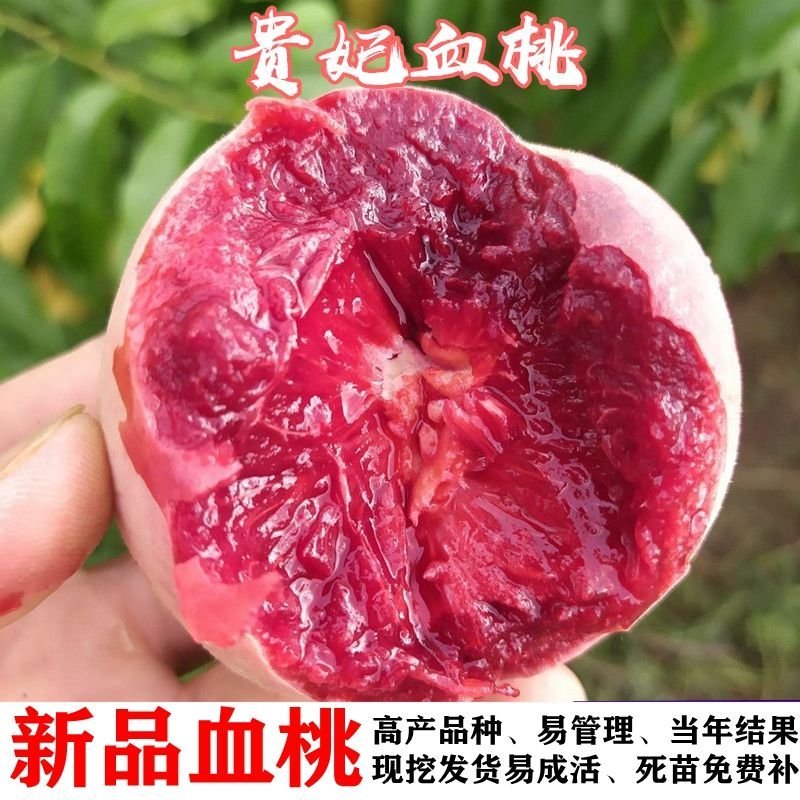 新品嫁接桃树苗贵妃血桃水蜜桃蟠桃寿桃南北方种植盆栽地栽桃