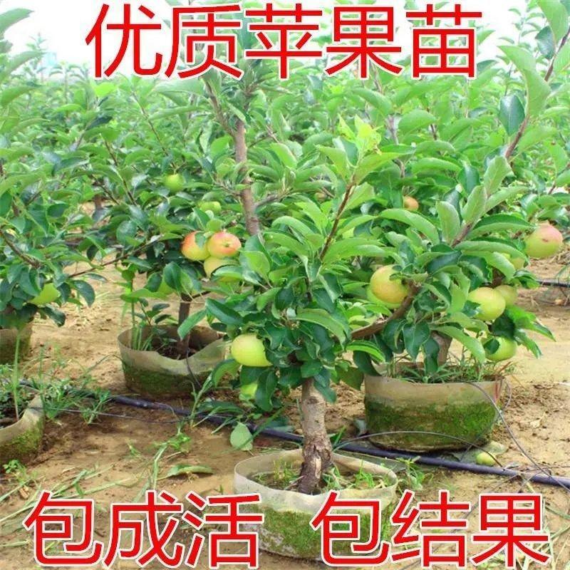 苹果树果苗云南昭通丑苹果冰糖心南方北方种植盆栽地栽水