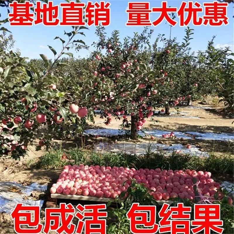 苹果树果苗云南昭通丑苹果冰糖心南方北方种植盆栽地栽水