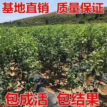 苹果树果苗云南昭通丑苹果冰糖心南方北方种植盆栽地栽水