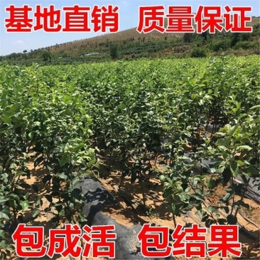 苹果树果苗云南昭通丑苹果冰糖心南方北方种植盆栽地栽水