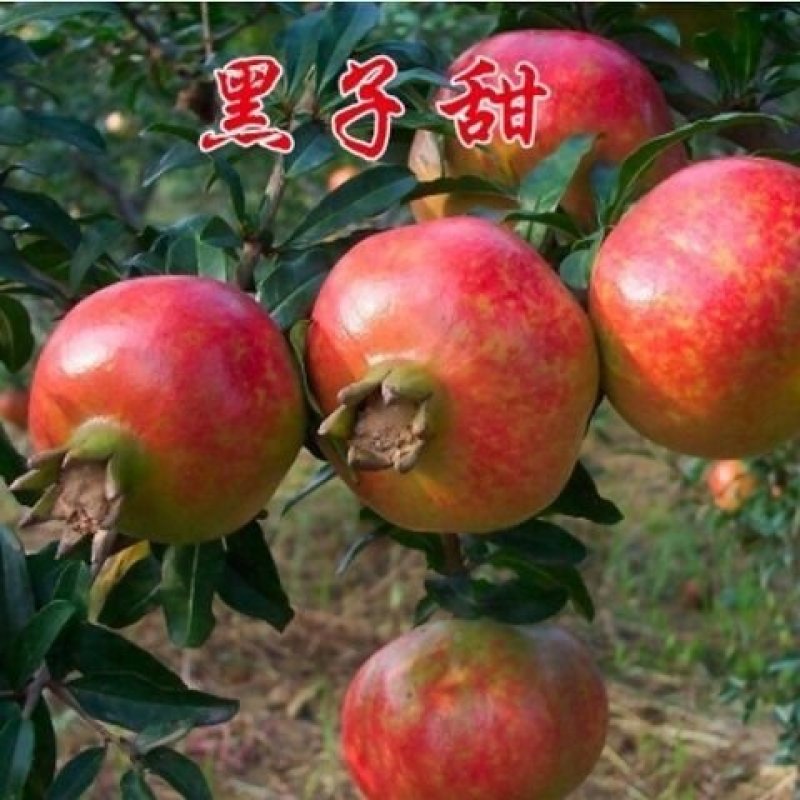 无籽石榴苗突尼斯软籽石榴树苗黑子石榴树果树南北方种植当年