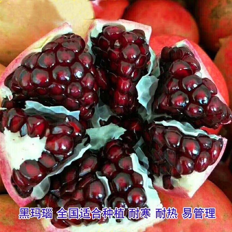 无籽石榴苗突尼斯软籽石榴树苗黑子石榴树果树南北方种植当年