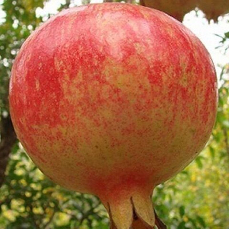 无籽石榴苗突尼斯软籽石榴树苗黑子石榴树果树南北方种植当年