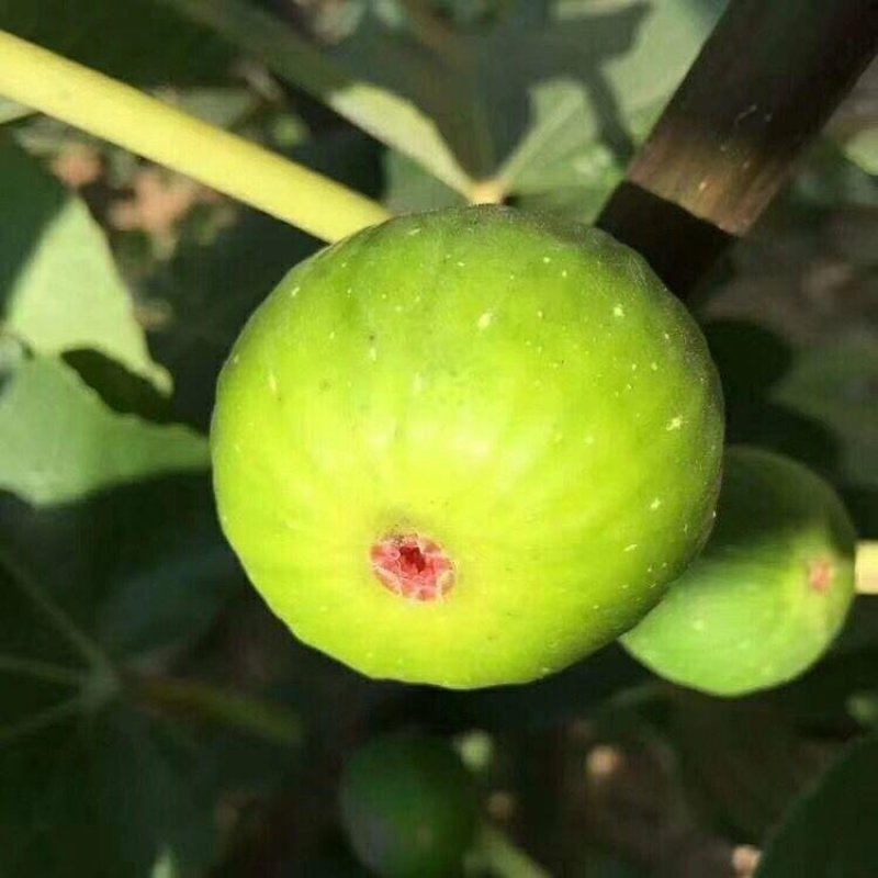 新品种特大早黄威海青皮无花果树苗南北方种植当年结果包成活