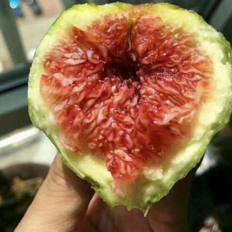 新品种特大早黄威海青皮无花果树苗南北方种植当年结果包成活