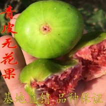 新品种特大早黄威海青皮无花果树苗南北方种植当年结果包成活