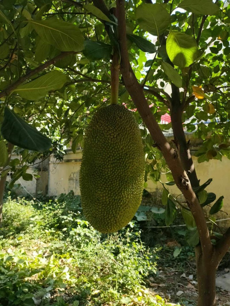 菠萝蜜苗☞马来西亚1号菠萝蜜苗稿接苗