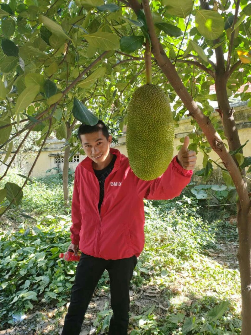 菠萝蜜苗☞马来西亚1号菠萝蜜苗稿接苗