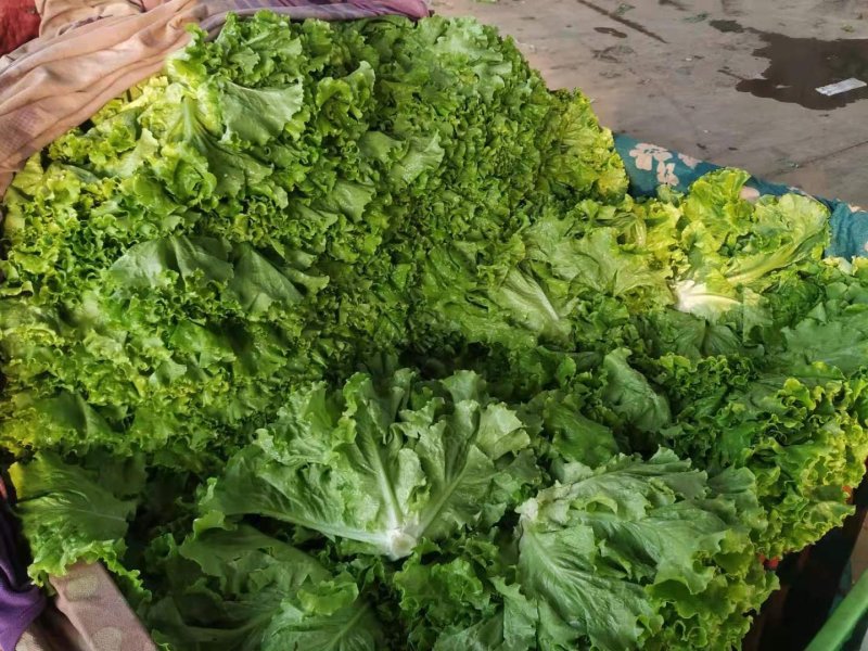 河北邯郸生菜青叶黄叶小叶单棵6-8两发往全国各地