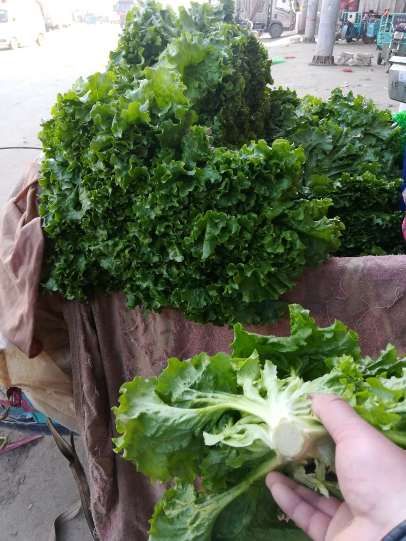河北邯郸生菜青叶黄叶小叶单棵6-8两发往全国各地
