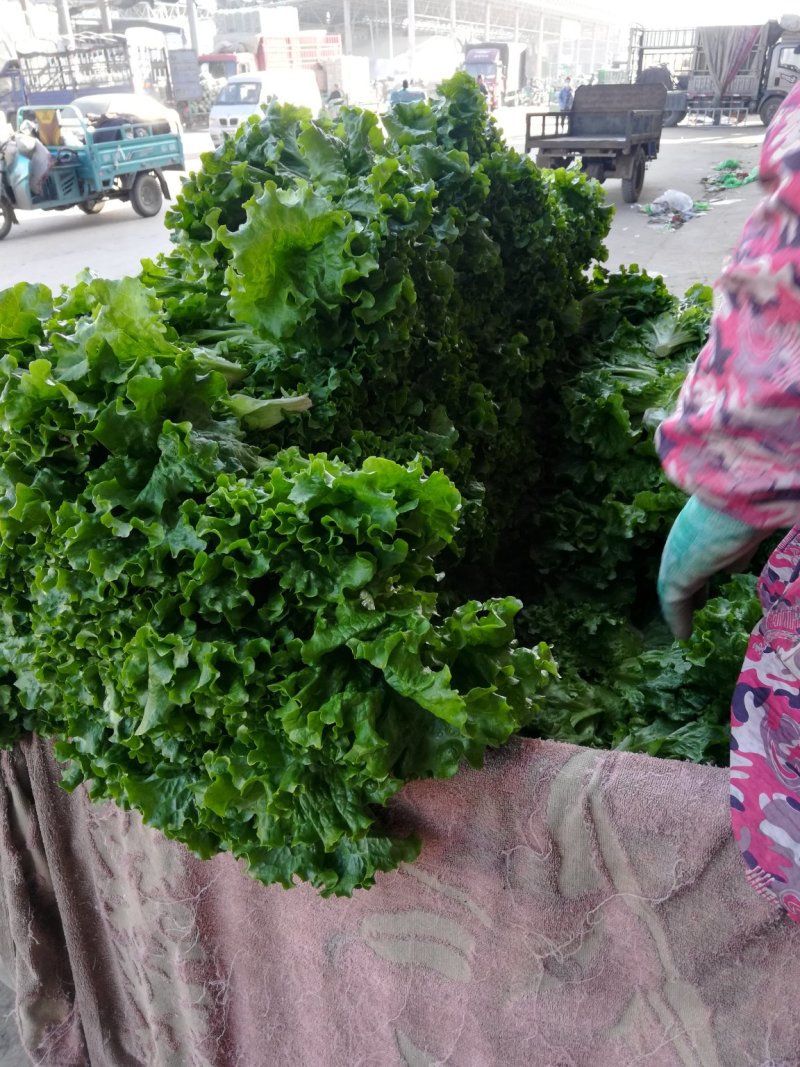河北邯郸生菜青叶黄叶小叶单棵6-8两发往全国各地