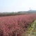 辽宁开原蓝叶忍冬小苗红花忍冬杯苗金银木工程苗繁育基地