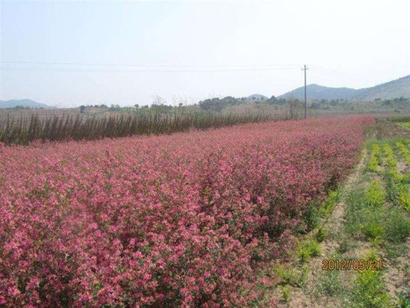 辽宁开原蓝叶忍冬小苗红花忍冬杯苗金银木工程苗繁育基地