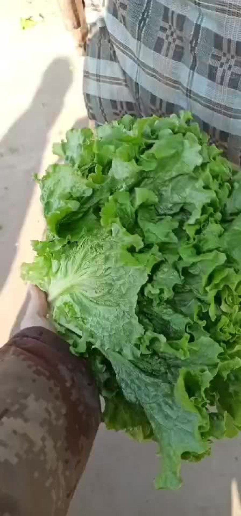河北邯郸生菜青叶黄叶小叶单棵6-8两发往全国各地