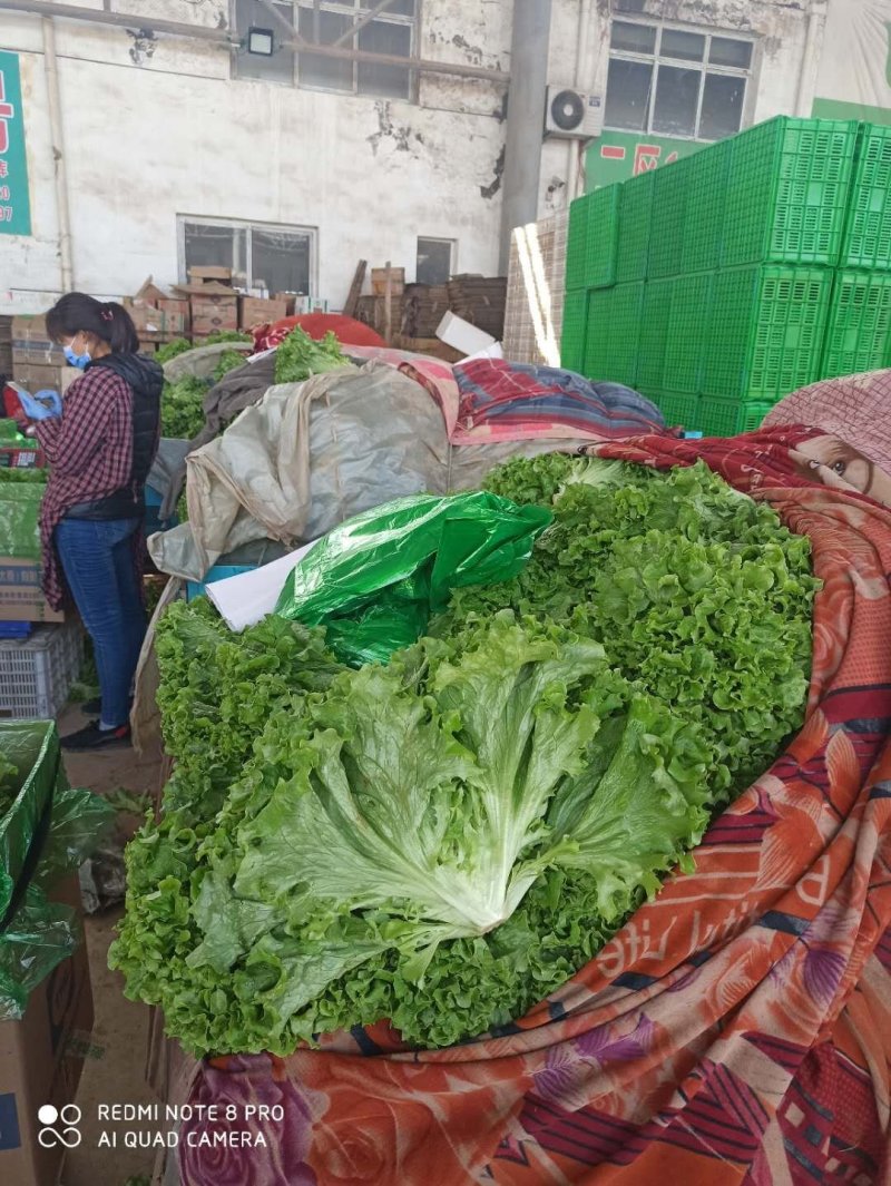 河北邯郸生菜青叶黄叶小叶单棵6-8两发往全国各地