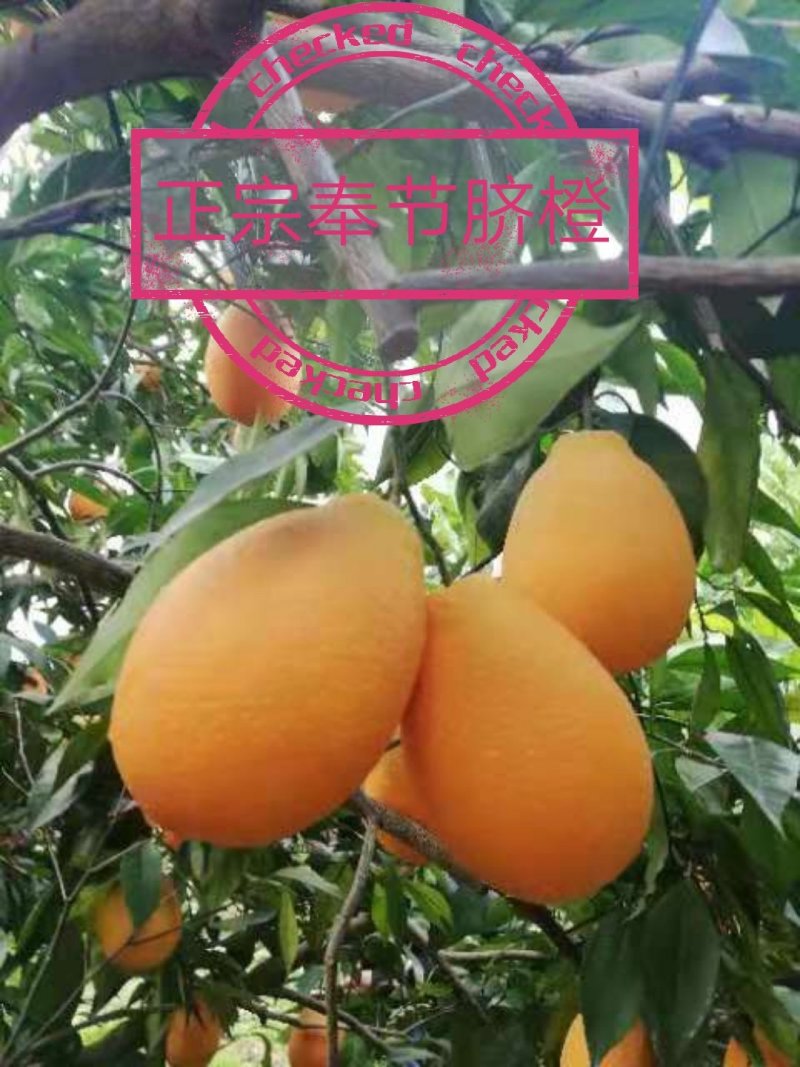 正宗奉节脐橙新鲜水果现摘现发