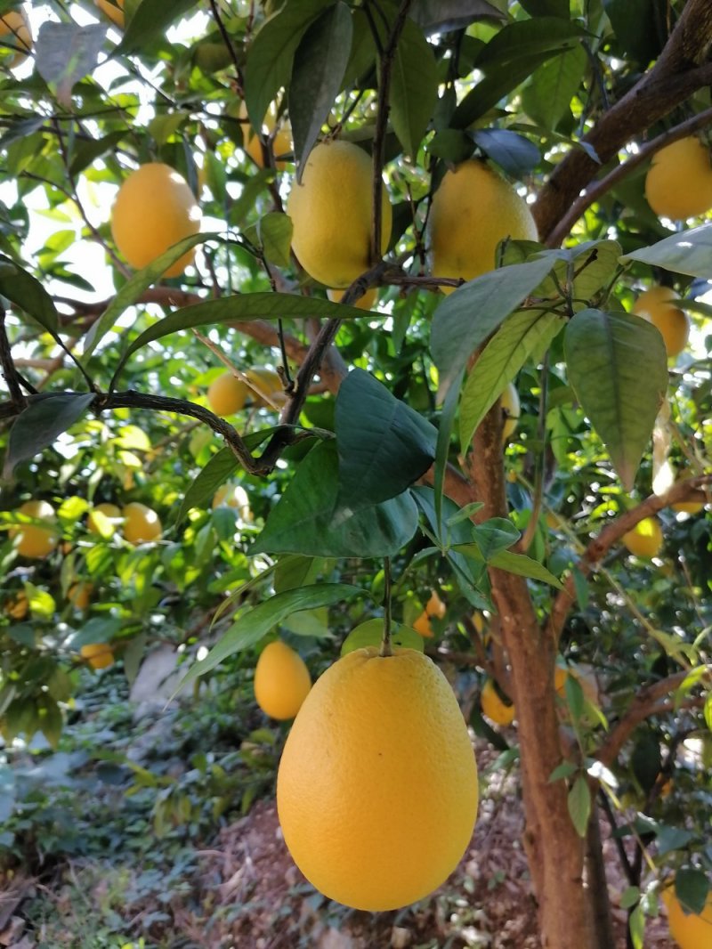 正宗奉节脐橙新鲜水果现摘现发