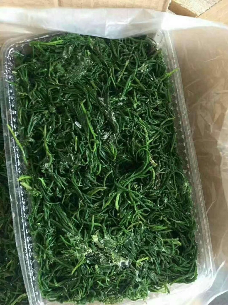 速冻野生黄须菜碱蓬菜猪尾巴草海英菜酒店特色食材凉拌菜