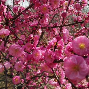 梅花，杏梅，梅花基地，包成活率，包技术。