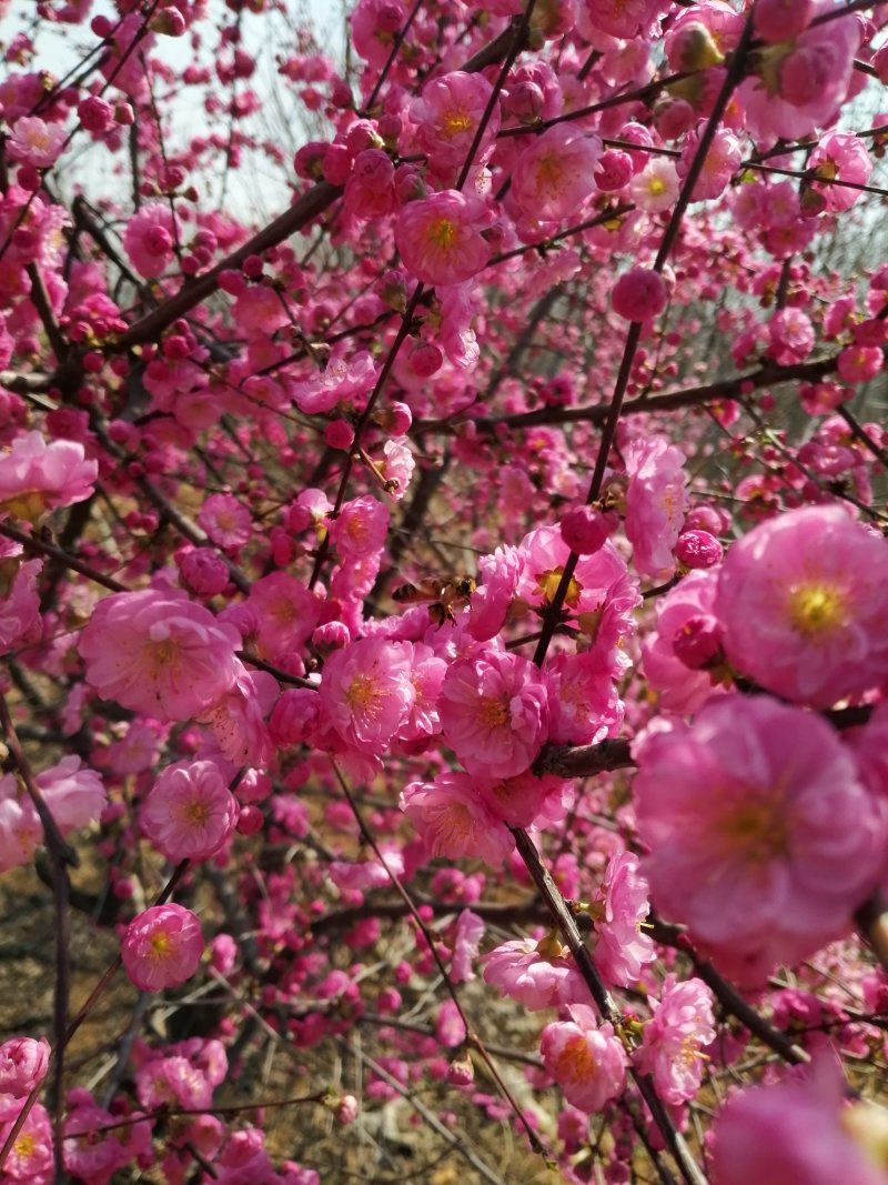 梅花，杏梅，梅花基地，包成活率，包技术。