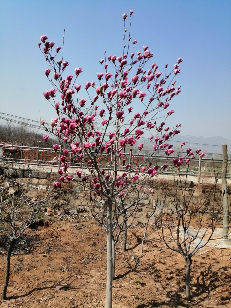 梅花，杏梅，梅花基地，包成活率，包技术。