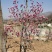 梅花，杏梅，梅花基地，包成活率，包技术。