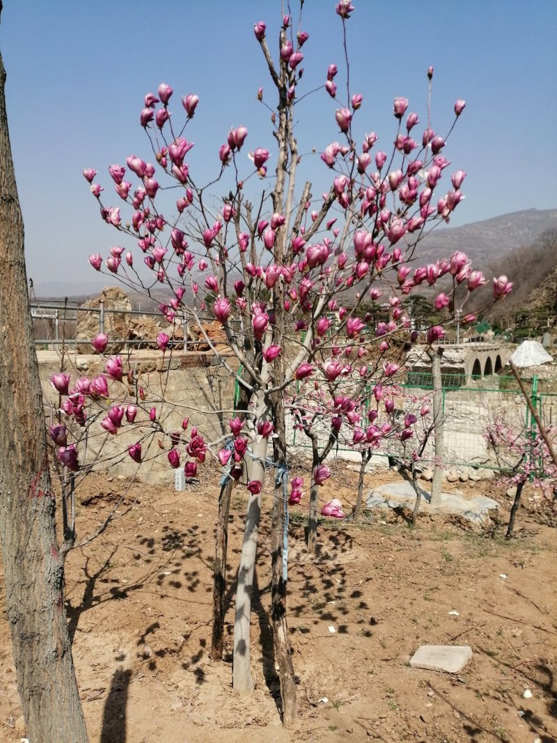 梅花，杏梅，梅花基地，包成活率，包技术。