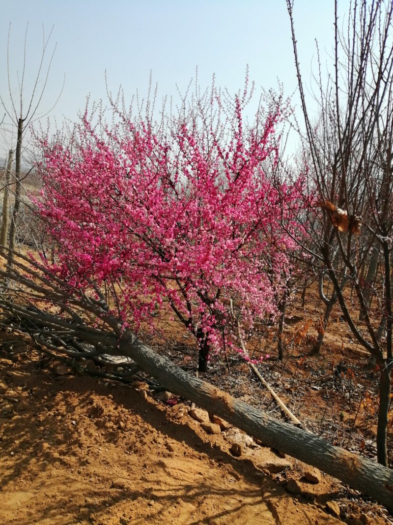 梅花，杏梅，梅花基地，包成活率，包技术。