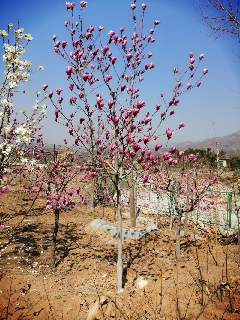 梅花，杏梅，梅花基地，包成活率，包技术。