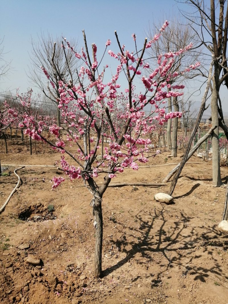 梅花，杏梅，梅花基地，包成活率，包技术。