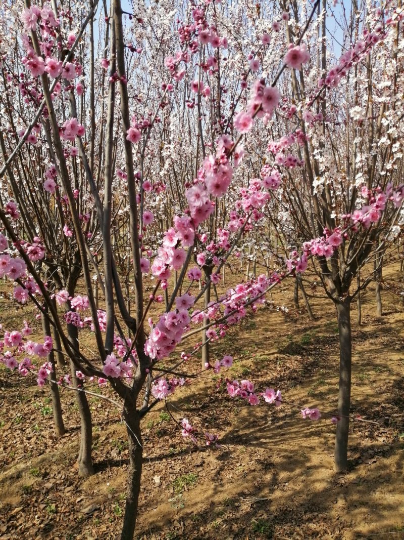 梅花，杏梅，梅花基地，包成活率，包技术。