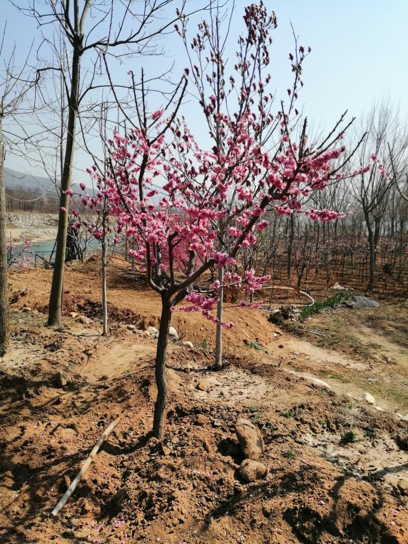 梅花，杏梅，梅花基地，包成活率，包技术。
