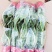 金边长脚矮脚虎皮兰40-50cm矮脚虎皮兰20-25cm