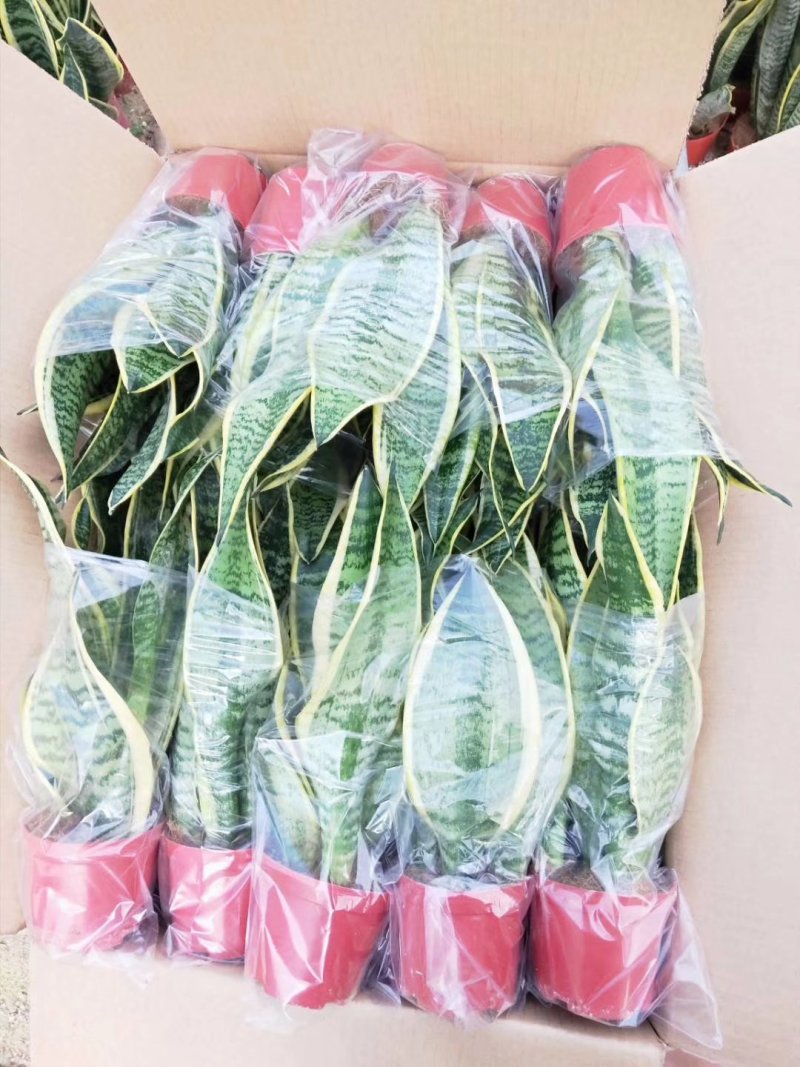 金边长脚矮脚虎皮兰40-50cm矮脚虎皮兰20-25cm