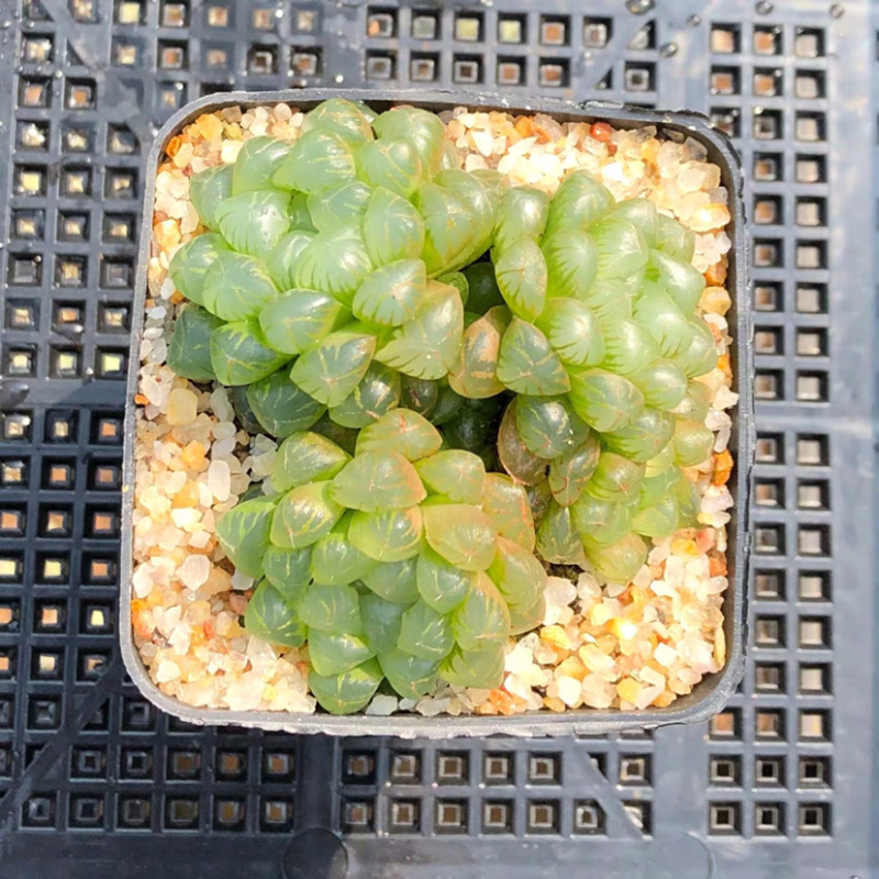 多肉玉露花卉盆景盆花植物草玉露黄金菊姬玉露