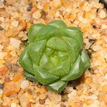 多肉玉露花卉盆景盆花植物草玉露黄金菊姬玉露