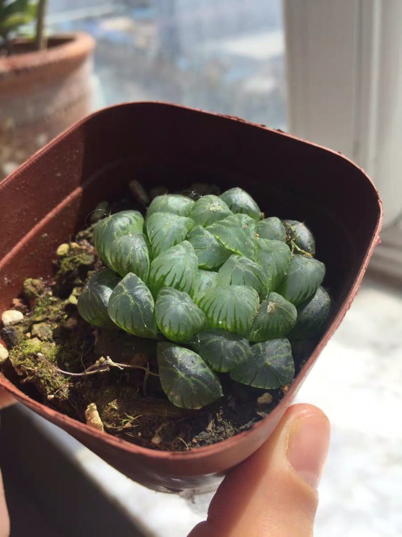 多肉玉露花卉盆景盆花植物草玉露黄金菊姬玉露