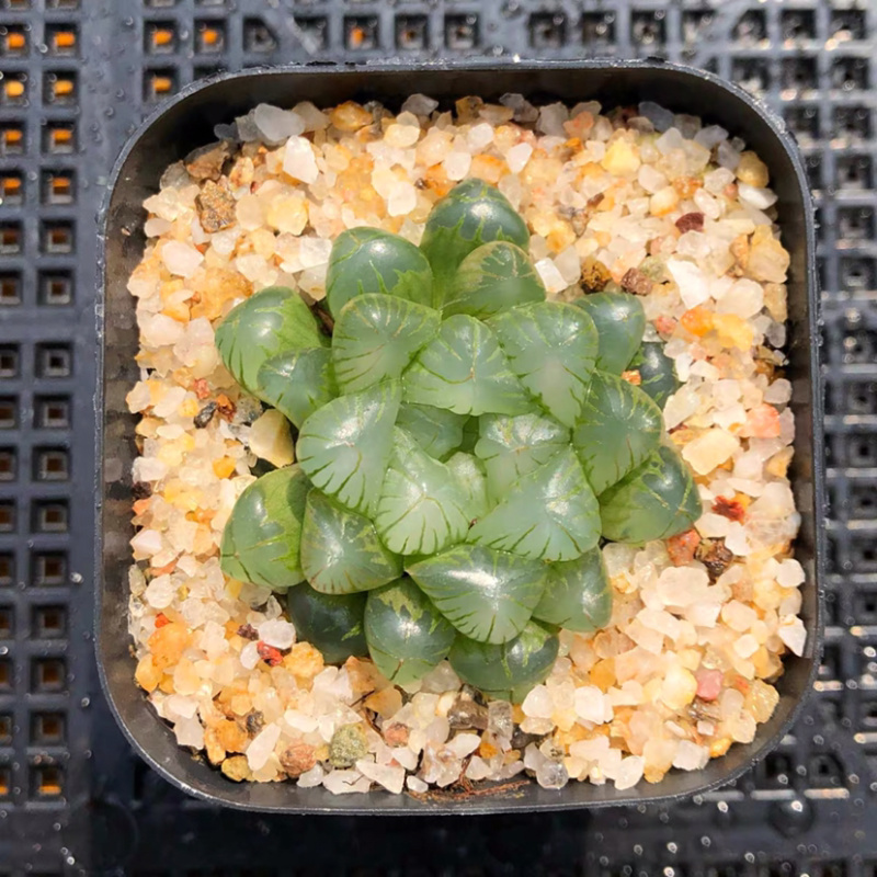 多肉玉露花卉盆景盆花植物草玉露黄金菊姬玉露