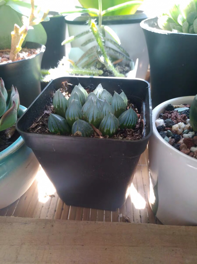 多肉玉露花卉盆景盆花植物草玉露黄金菊姬玉露