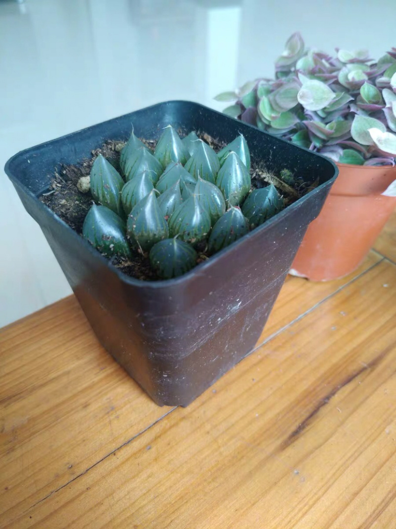 多肉玉露花卉盆景盆花植物草玉露黄金菊姬玉露