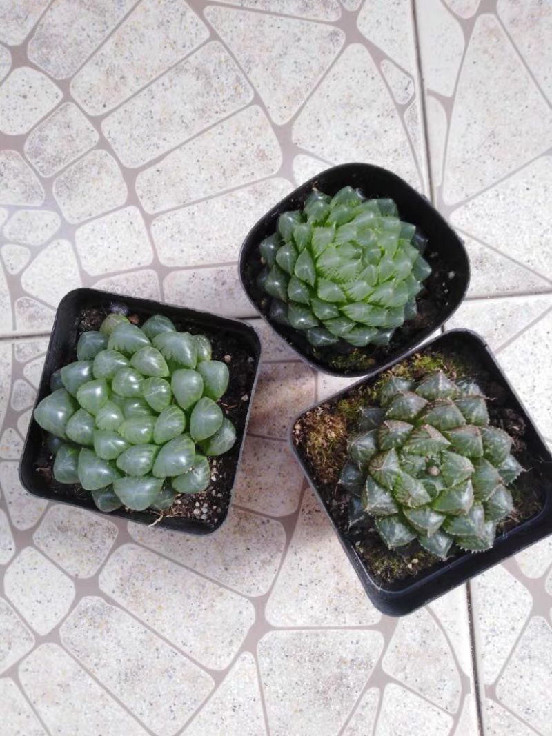 多肉玉露花卉盆景盆花植物草玉露黄金菊姬玉露