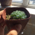 多肉玉露花卉盆景盆花植物草玉露黄金菊姬玉露