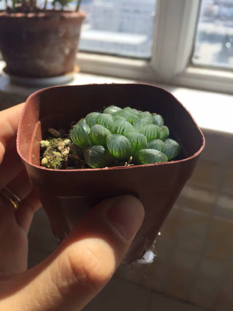多肉玉露花卉盆景盆花植物草玉露黄金菊姬玉露