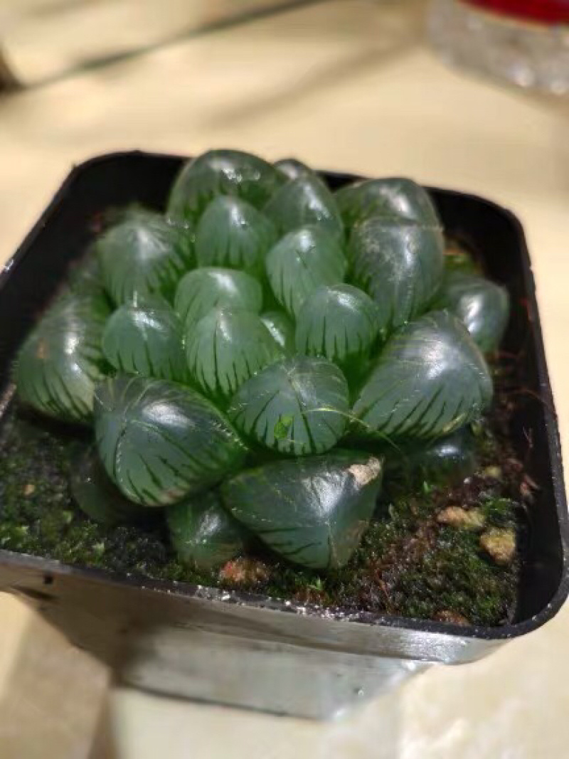 多肉玉露花卉盆景盆花植物草玉露黄金菊姬玉露