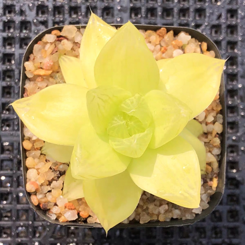多肉玉露花卉盆景盆花植物草玉露黄金菊姬玉露