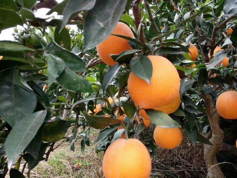 夏橙脐橙秭归脐橙大量供应批发市场超市电商